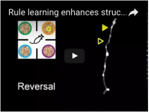 Rule learning enhances structural plasticity of long range axons in frontal cortex